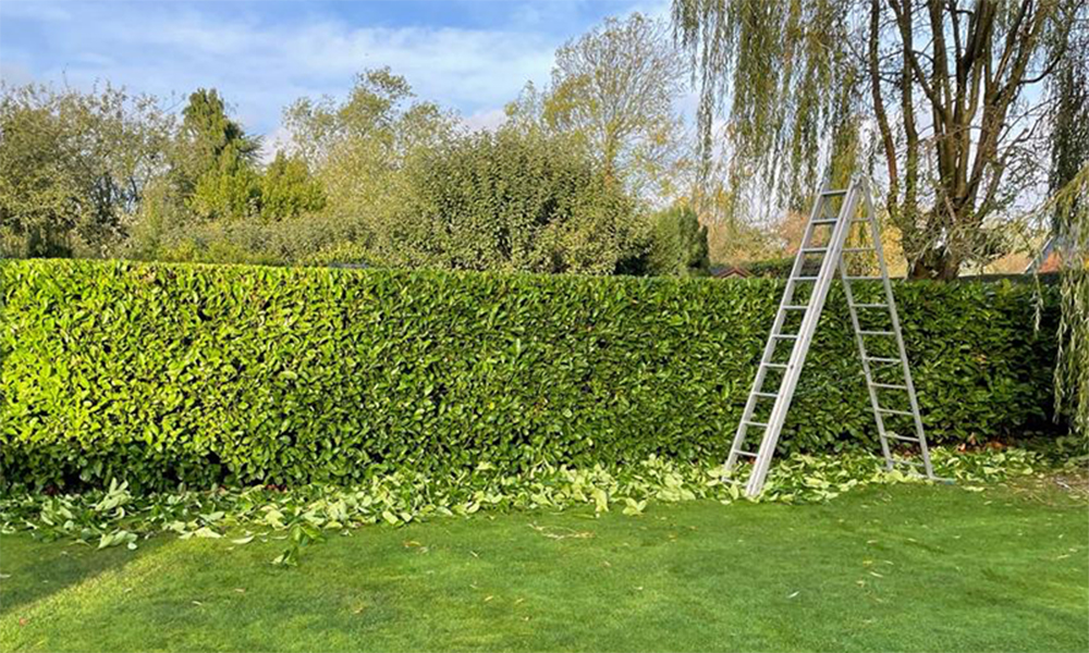 Hedge being trimmed