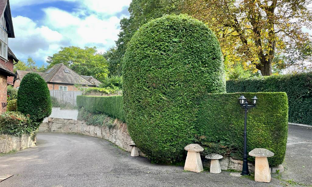 Established hedge trimmed to shape